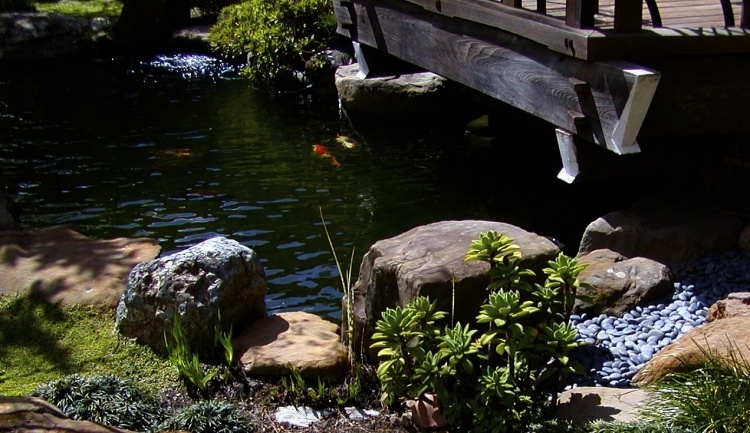 pond.jpg